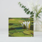 Water Lily Blossom Briefkaart (Staand voorkant)