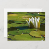 Water Lily Blossom Briefkaart (Voorkant / Achterkant)
