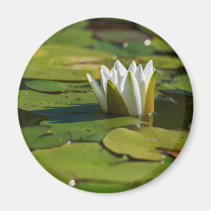 Water Lily Blossom Magneet