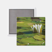 Water Lily Blossom Magneet (Voorkant / Achterkant)