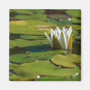 Water Lily Blossom Magneet