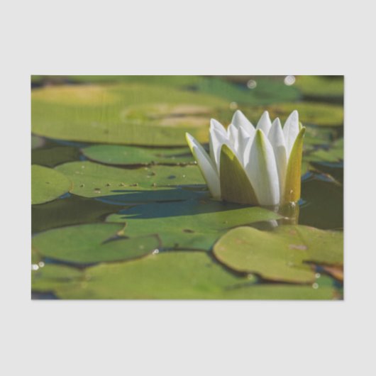 Water Lily Blossom Tissuepapier (Voorkant)