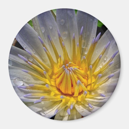 Water Lily Blue et Gold Magnet (Devant)