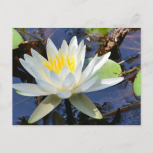 Water Lily Briefkaart