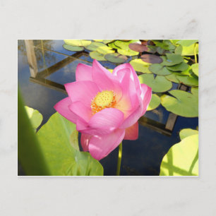 Water Lily Briefkaart