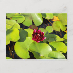 Water Lily Briefkaart
