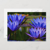 Water Lily Briefkaart (Voorkant / Achterkant)