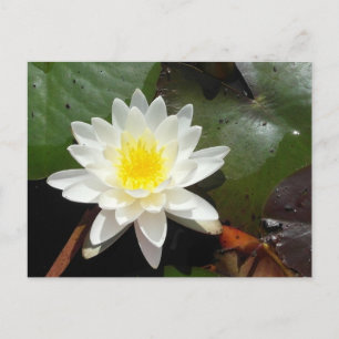 Water Lily Briefkaart
