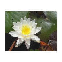 Water Lily