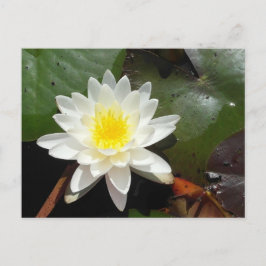 Water Lily Briefkaart