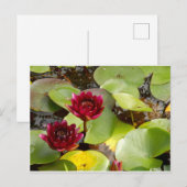 Water Lily Briefkaart (Voorkant / Achterkant)