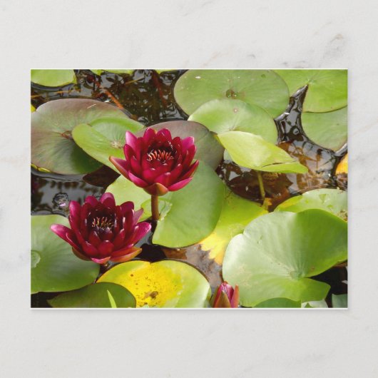 Water Lily Briefkaart (Voorkant)