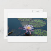 Water Lily Briefkaart (Voorkant / Achterkant)