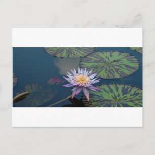 Water Lily Briefkaart