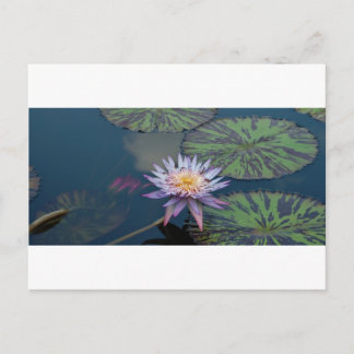 Water Lily Briefkaart