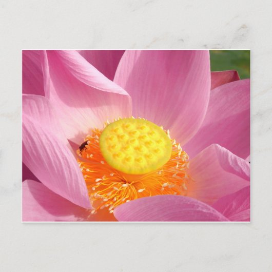 Water Lily Briefkaart (Voorkant)
