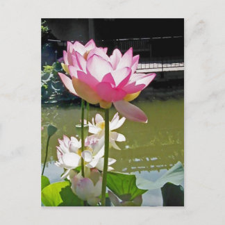 Water Lily Briefkaart