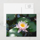 Water Lily Briefkaart (Voorkant / Achterkant)