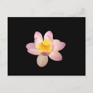 Water Lily Briefkaart