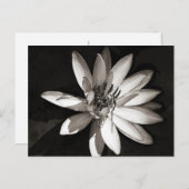 Water Lily Briefkaart (Voorkant / Achterkant)