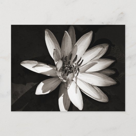 Water Lily Briefkaart (Voorkant)