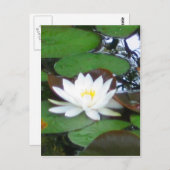 Water Lily Briefkaart (Voorkant / Achterkant)