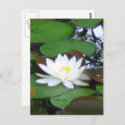 Water Lily Briefkaart (Voorkant / Achterkant)