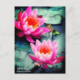 Water Lily:Briefkaart Briefkaart