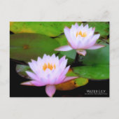 Water Lily:Briefkaart Briefkaart (Voorkant)