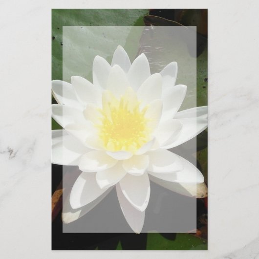 Water Lily Briefpapier (Voorkant)