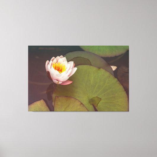 Water Lily Canvas Afdruk (Voorkant)