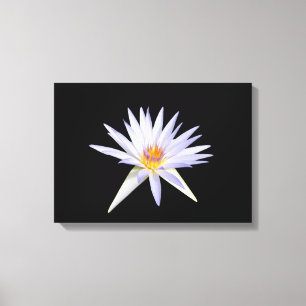 Water Lily Canvas Print
