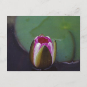 Water Lily - carte postale