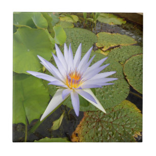 Water Lily Ceramic Tile Tegeltje