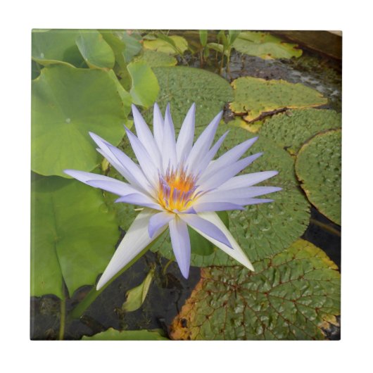 Water Lily Ceramic Tile Tegeltje (Voorkant)