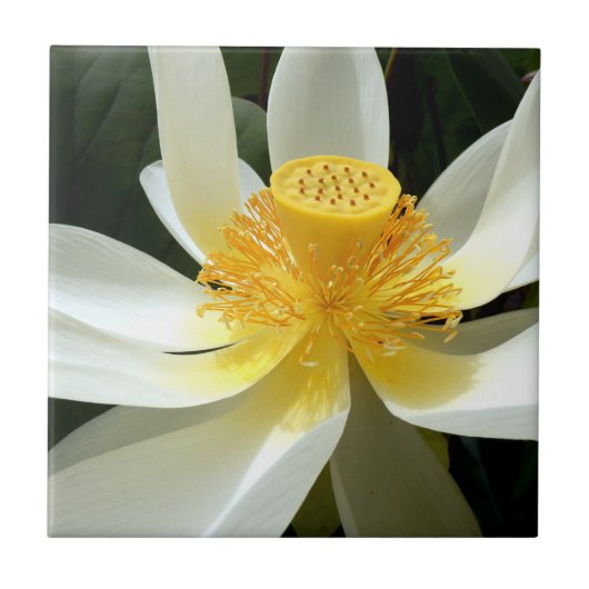 Water Lily Ceramic Tile Tegeltje (Voorkant)