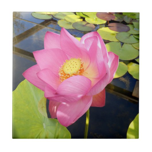 Water Lily Ceramic Tile Tegeltje (Voorkant)