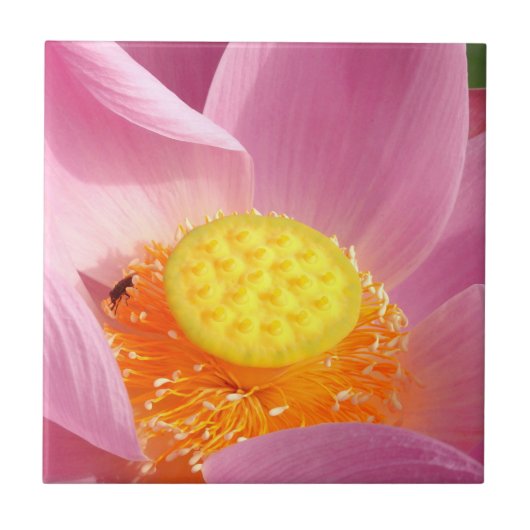 Water Lily Ceramic Tile Tegeltje (Voorkant)