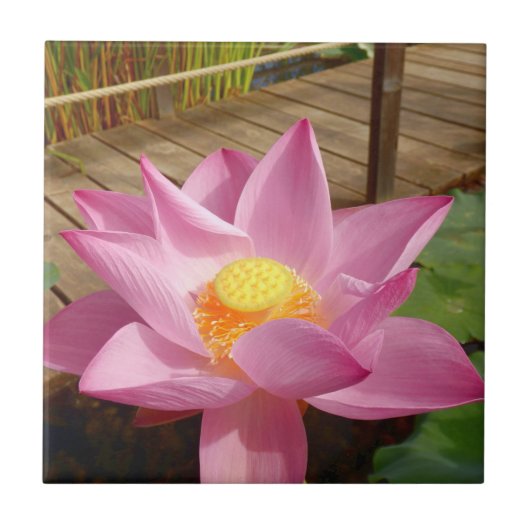 Water Lily Ceramic Tile Tegeltje (Voorkant)