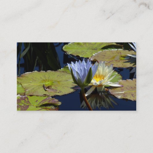 Water Lily Dance Visitekaartje (Voorkant)