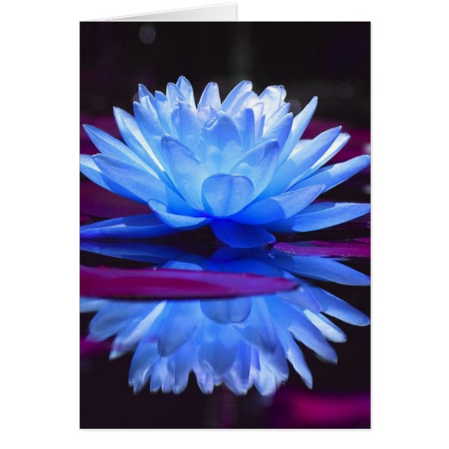 Water Lily Dream (Devant)