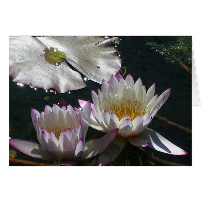 Water Lily Duet (Voorkant Horizontaal)