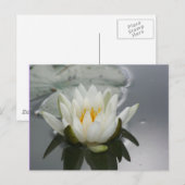 Water Lily Flower Photography Briefkaart (Voorkant / Achterkant)