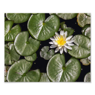 Water Lily Foto Afdruk