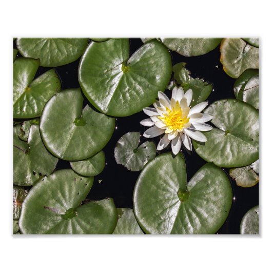 Water Lily Foto Afdruk (Voorkant)