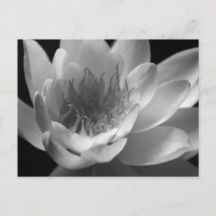 Water Lily in Black & White in Keizer, Oregon Briefkaart