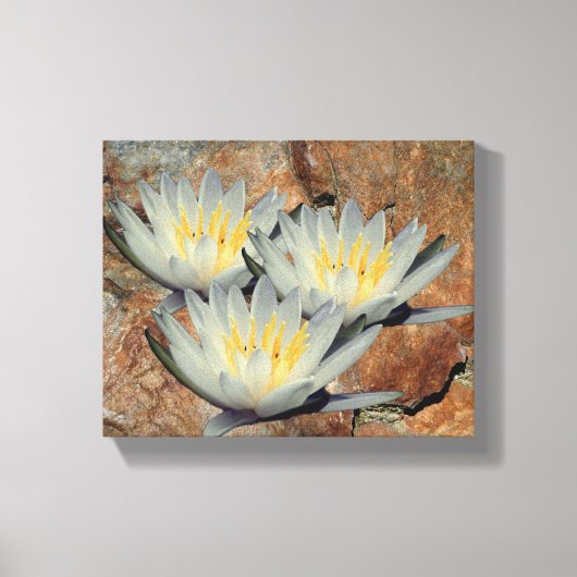 Water Lily Lotus bloemen op steen Canvas Afdruk (Voorkant)
