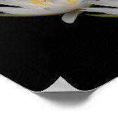 Water Lily Lotus Flower Blossom Poster (Hoek)