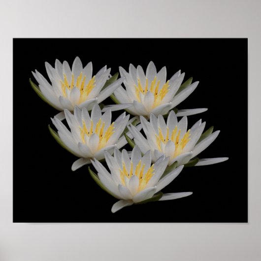 Water Lily Lotus Flower Blossom Poster (Voorkant)