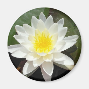 Water Lily Magneet